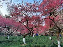 -杭州植物园