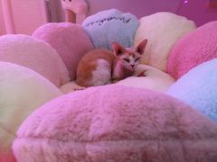 -Bastet sally猫舍购宠(静安店)