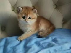 -东方名猫馆·英短金渐层布偶猫舍(环线广场1号楼店)