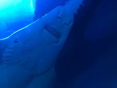 -迪拜水族馆及水下动物园