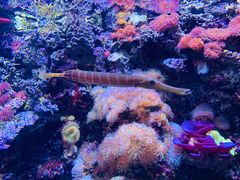 -西雅图水族馆