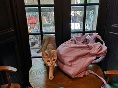 -猫色咖啡·猫咖