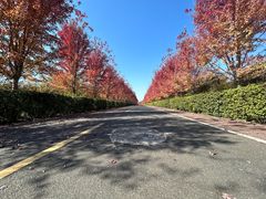 -南京枫彩漫城