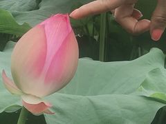 -陈家山荷花公园