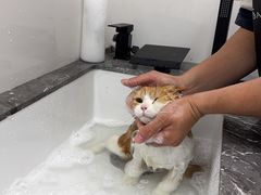 -柚子宠物(伊珊娜调理店)