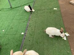 -前小桔亲子创意农场·草莓采摘·露营烧烤