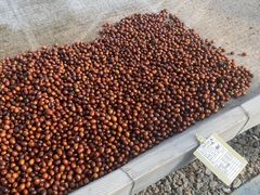 -Torch Coffee 炬点咖啡