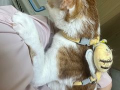 -安安宠医宠物医院·异宠·犬猫内科(岳阳分院)