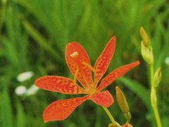 -春花秋色城市公园