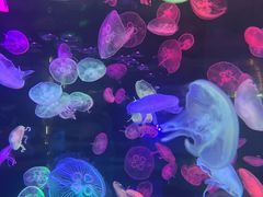 -合肥海洋世界