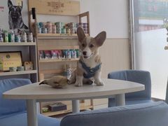 -宠颐生·恒爱宠物医院(静海店)