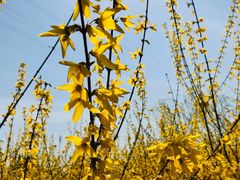 -永定河休闲森林公园