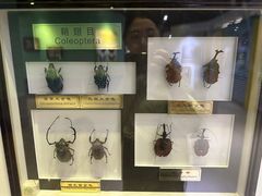-上海昆虫博物馆