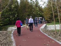 -黄海国家森林公园