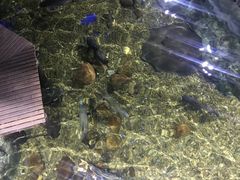 -暹罗海洋世界