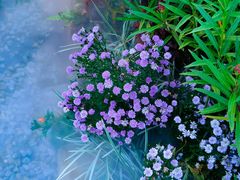-自由生长植物工作室(深港花卉中心店)