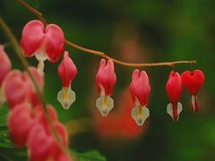 -仁和公园(顺义区)