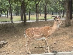 -秦皇岛野生动物园