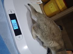-艾贝尔宠物医院·24H转诊中心·肿瘤猫专科(江宁双龙店)
