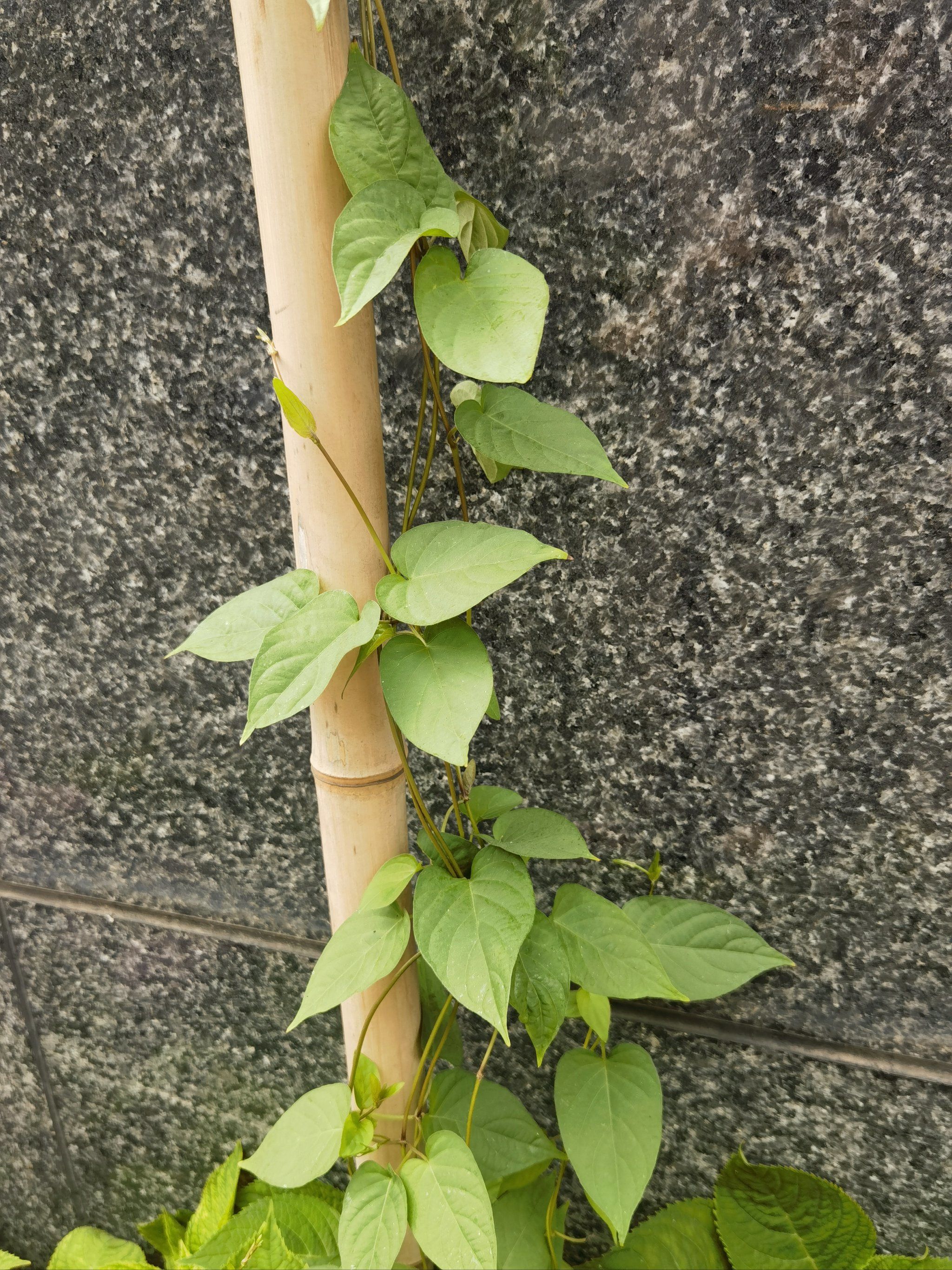 不知是啥藤蔓植物,家门口花坛生出来的,会