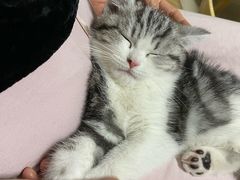 -宠物星动物医院·眼科·异宠·猫科(江南大道总院)