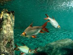-上海海洋水族馆