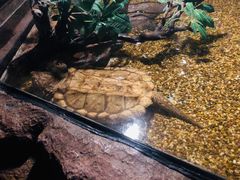 -暹罗海洋世界