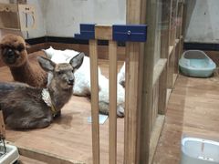 -猫色咖啡·猫咖