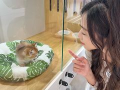 -青奢宠物·青奢猫舍