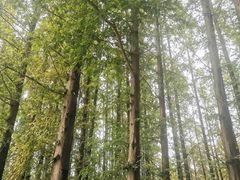-日照海滨国家森林公园