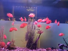 -九洲喜来登酒店湖月日餐厅