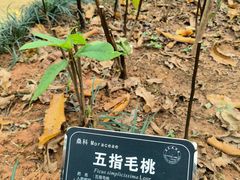 -东莞植物园