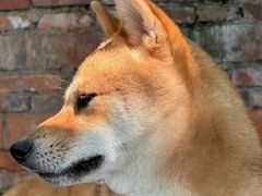 -柴犬高等学院·狗咖·柴犬售卖·宠物训练