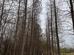 -溱湖国家湿地公园