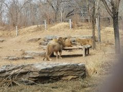 -北京野生动物园
