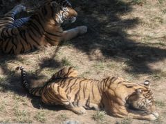 -西霞口神雕山野生动物世界
