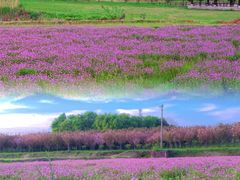 -梁子湖东篱老屋生态庄园