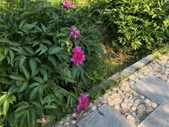 -北陵公园