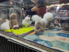 -中环花鸟鱼虫市场