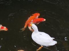 -顺德渔村·岭南一号