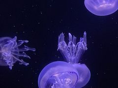 -香港海洋公园