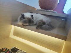 -喵园·猫主题咖啡厅·撸猫·猫咖(国贸店)