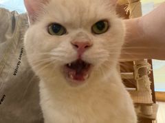 -是阿柴呀！柴犬咖啡·爱喵喵猫咖