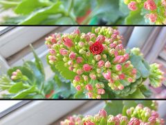 -花鸟鱼虫鲜花绿植市场(玉泉路店)