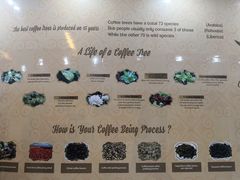 -巴厘岛黄金金兔咖啡工厂