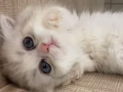 -飞行喵MR PILOT|猫舍·猫咖(静安大融城店)