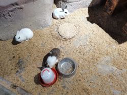 -酷嗒动物文化乐园(cutezoo西溪乐天城店)