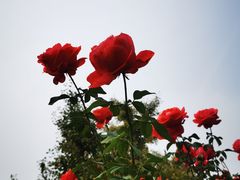 -南翠屏公园