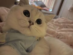 -欣宠猫屋·矮脚拿破仑·蓝金金渐层