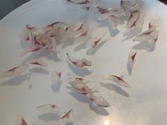 -八仔大富楼·河鲜(西江店)